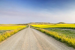 North Dakota Prints: Gravel road to West Rainy Butte and flowering canola near New England, North Dakota, USA