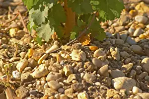 Pebble Prints: The gravelly pebbly and sandy soil, typical of Medoc - Chateau Belgrave, Haut-Medoc