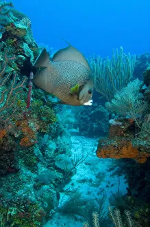 Images Dated 7th May 2004: Gray Angelfish (Pomacanthus arcuatus) Hol Chan Marine Preserve, Belize Barrier Reef-2nd