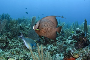 Images Dated 27th May 2015: Gray Angelfish (Pomacanthus arcuatus), Hol Chan Marine Reserve, Belize, Central America