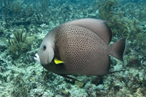 Images Dated 26th October 2009: Gray Angelfish (Pomacanthus arcuatus), Sian Ka an Biosphere Reserve, Mahahual Peninsula