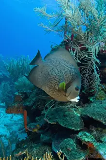 Images Dated 7th May 2004: Gray Angelfish (Pomacanthus arcuatus) Hol Chan Marine Preserve, Belize Barrier Reef