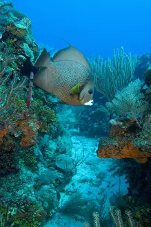 Barrier Reef Prints: Gray Angelfish (Pomacanthus arcuatus) Hol Chan Marine Preserve, Belize Barrier Reef-2nd