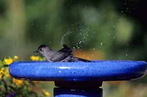 Images Dated 22nd December 2015: Gray Catbird (Dumetella carolinensis) bathing in bird bath near flower garden Marion Co