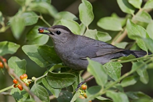Gray Catbird (Dumetella carolinensis) feeding