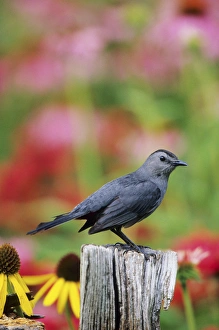 Fencepost Prints: Gray Catbird (Dumetella carolinensis) on fence post near flower garden, Marion Co. IL