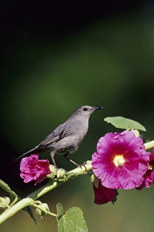 Images Dated 22nd December 2015: Gray Catbird (Dumetella carolinensis) on Hollyhock (Alcea rosea) Marion Co. IL