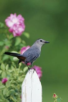 Images Dated 29th October 2015: Gray Catbird (Dumetella carolinensis) on picket fence near pink rose bush, Marion Co. IL