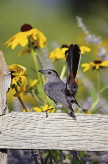 Gray Catbird (Dumetella carolinensis) on wooden fence near Black-eyed Susans (Rudbeckia