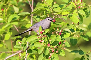 Images Dated 10th June 2024: Gray catbird eating serviceberry, Marion County, Illinois