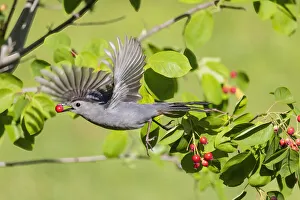Nature Prints: Gray catbird leaving serviceberry bush with berry, Marion County, Illinois