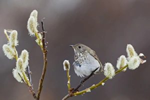 Images Dated 7th June 2013: Gray-cheeked Thrush