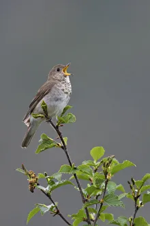 Territorial Prints: Gray-cheeked Thrush territorial song