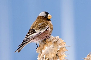 Images Dated 20th February 2009: Gray-Crowned Rosy Finch in Cloquet, Minnesota
