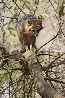 Images Dated 12th January 2011: Gray Fox in tree, Urocyon cinereoargenteus