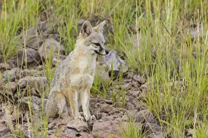Images Dated 17th September 2014: Gray Fox (Urocyon cinereoargenteus) adult on hillside