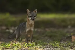 Images Dated 4th November 2009: Gray Fox (Urocyon cinereoargenteus) Punta Allen Sian Ka an Biosphere Reserve