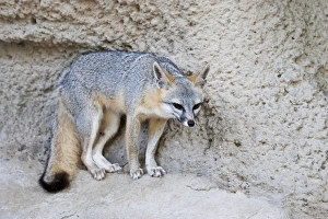 Images Dated 24th May 2012: Gray Fox (Urocyon cinereoargenteus) resting again stone ledge, Texas