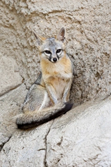 Ledge Prints: Gray Fox (Urocyon cinereoargenteus) resting again stone ledge, Texas