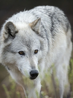 Images Dated 2nd October 2015: Gray / Grey Wolf, Canis lupus, West Yellowstone, Montana, controlled, (MR)