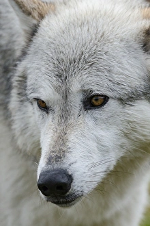 Territorial Prints: Gray / Grey Wolf, Canis lupus, West Yellowstone, Montana, controlled, (MR)