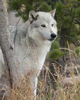 Gray / Grey Wolf, Canis lupus, West Yellowstone, Montana, controlled, (MR)