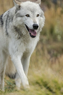 Territorial Prints: Gray / Grey Wolf running in a fall drizzle, Canis lupus, West Yellowstone, Montana