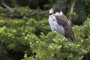 Images Dated 11th August 2020: Gray Jay
