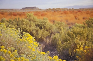 Images Dated 25th August 2005: Gray Rabbit-Brush (Chrysothamnus nauseousus) and Sagebrush (Artemisia tridentata)