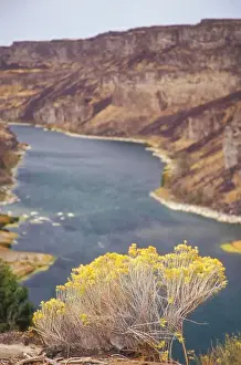 Twin Falls Prints: Gray Rabbit-Brush (Chrysothamnus nauseousus) on cliff overlooking the Snake River