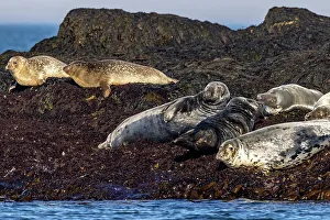 Images Dated 2023: Gray seals on Gull Island off the coast of Maine, USA