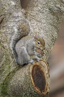Gray Squirrel eating a walnut from favorite perch