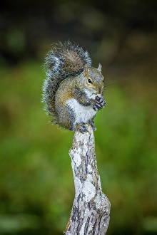 Images Dated 2025: A gray squirrel eats something on top of a cypress knee