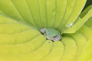 Gray Treefrog (Hyla versicolor) in hosta leaf, Marion County, Illinois Gray Treefrog (Hyla versicolor) in hosta leaf, Marion County, Illinois