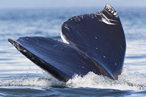 Whale Prints: Gray Whale Diving, Hood Canal, Washington State