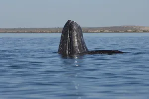 Images Dated 13th February 2006: gray whale, Eschrichtius robustus, spyhopping in Scammons Lagoon, Guerrero Negro