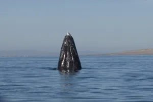 Images Dated 13th February 2006: gray whale, Eschrichtius robustus, spyhopping in Scammons Lagoon, Guerrero Negro