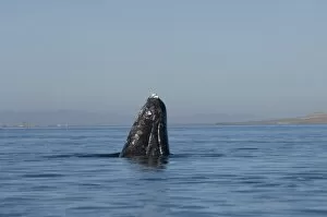 Images Dated 13th February 2006: gray whale, Eschrichtius robustus, spyhopping in Scammons Lagoon, Guerrero Negro