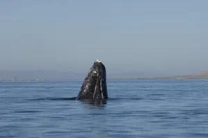 Images Dated 13th February 2006: gray whale, Eschrichtius robustus, spyhopping in Scammons Lagoon, Guerrero Negro