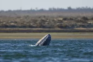 Images Dated 11th February 2006: gray whale, Eschrichtius robustus, breaching in Scammons Lagoon, Guerrero Negro