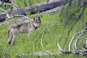 Images Dated 24th June 2006: Gray Wolf