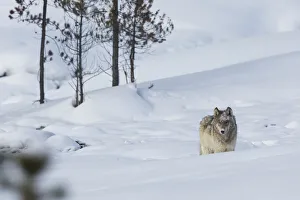 Survival Prints: Gray wolf