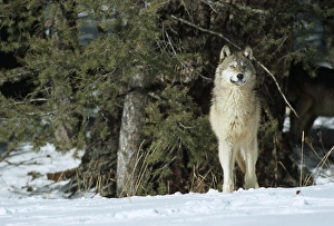 Wolf Prints: Gray Wolf (Canis lupis) in winter looking out through trees, MT (Captive Animal)