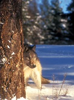 Cautious Prints: A gray wolf (canis lupus) on the alert behind a tree in snow