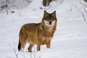 Wolf Prints: A Gray wolf, Canis lupus, in Bavarian Forest National Park. Germany