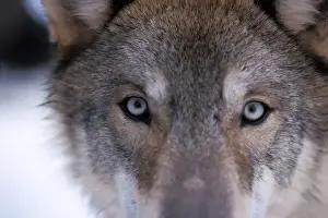 Wolf Prints: gray wolf, Canis lupus, eyes close up in the foothills of the Takshanuk mountains