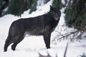 Wolf Prints: gray wolf, Canis lupus, female with a black coat in the foothills of the Takshanuk mountains