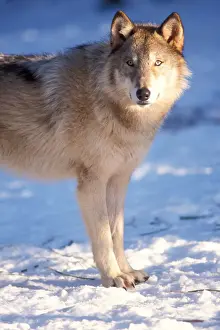 gray wolf, Canis lupus, in the foothills of the Takshanuk mountains, northern southeast