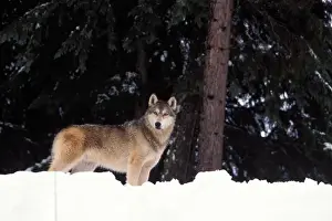 gray wolf, Canis lupus, in the foothills of the Takshanuk mountains, northern southeast