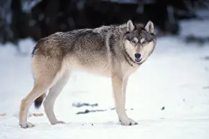 gray wolf, Canis lupus, in the foothills of the Takshanuk mountains, northern southeast